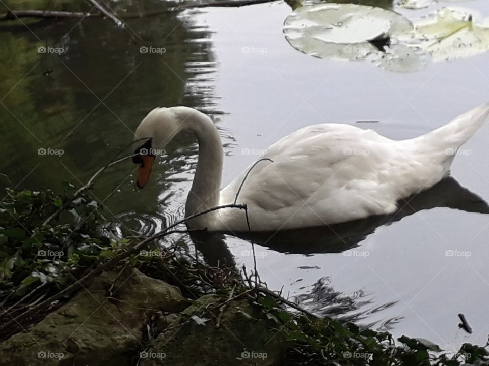 swan
