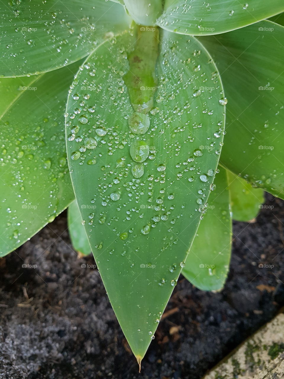 dew drops