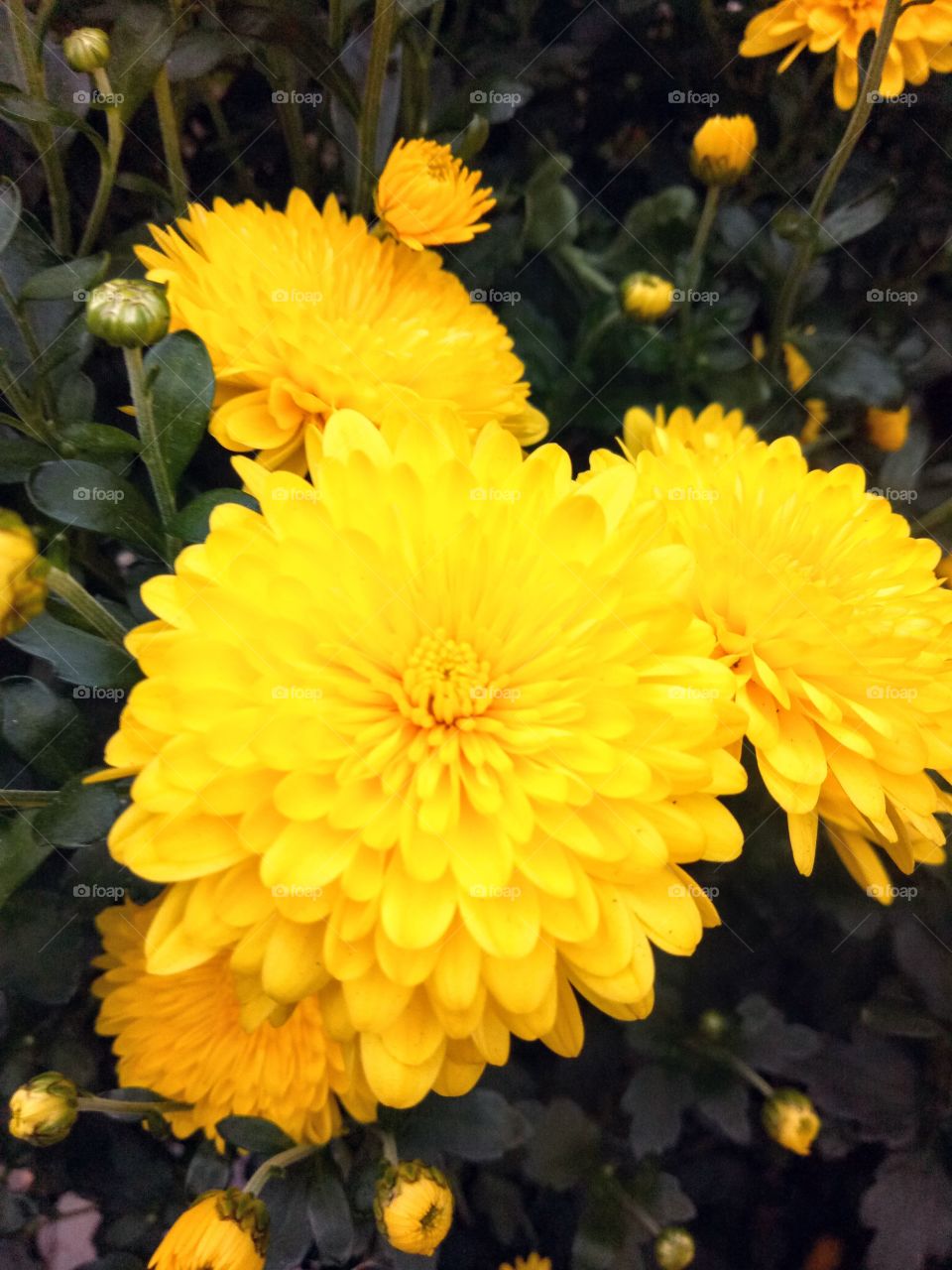 Beautiful pot marigold blossoms flower with yellow petals and green leaves. Nature.