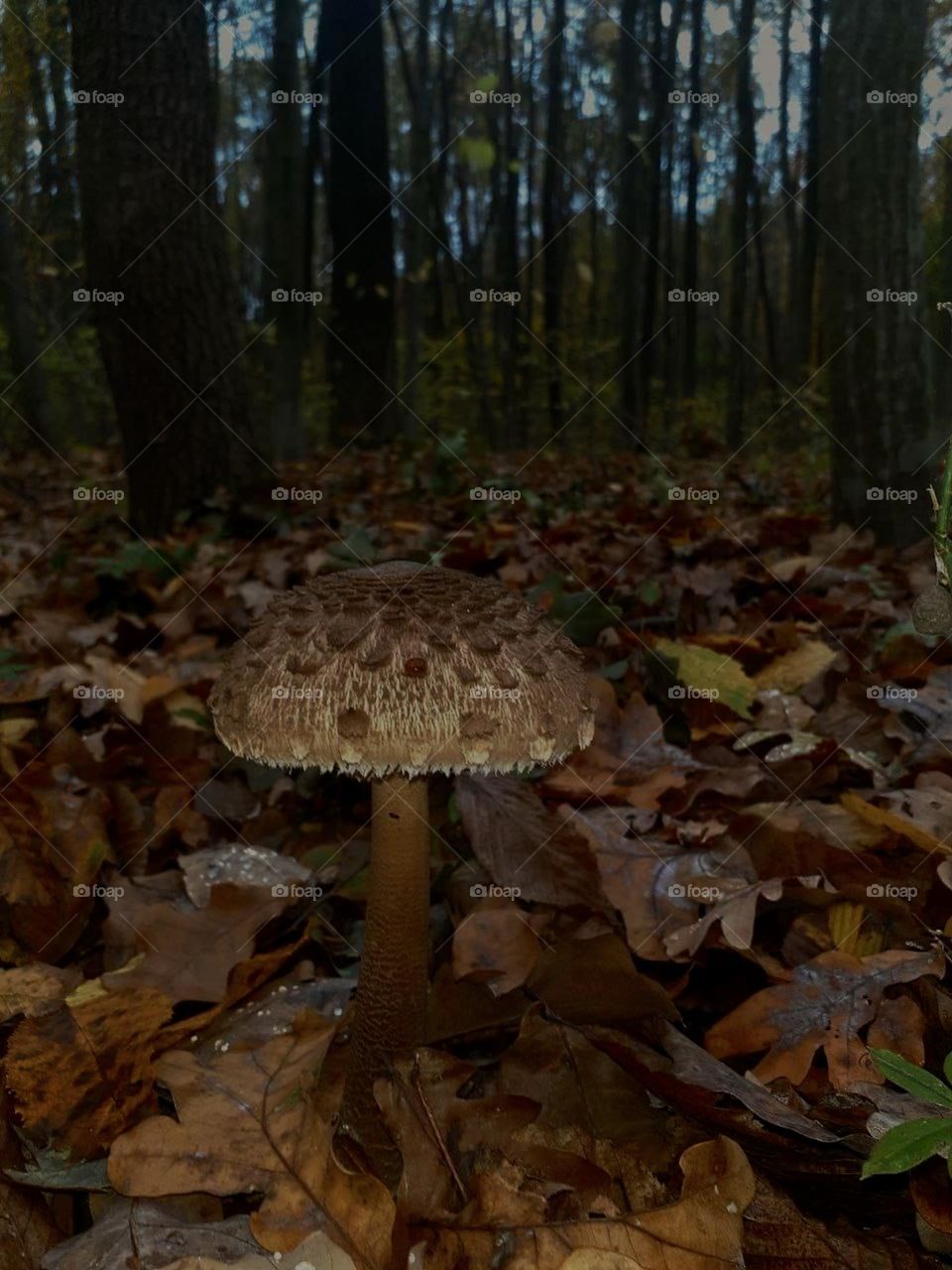 mushroom