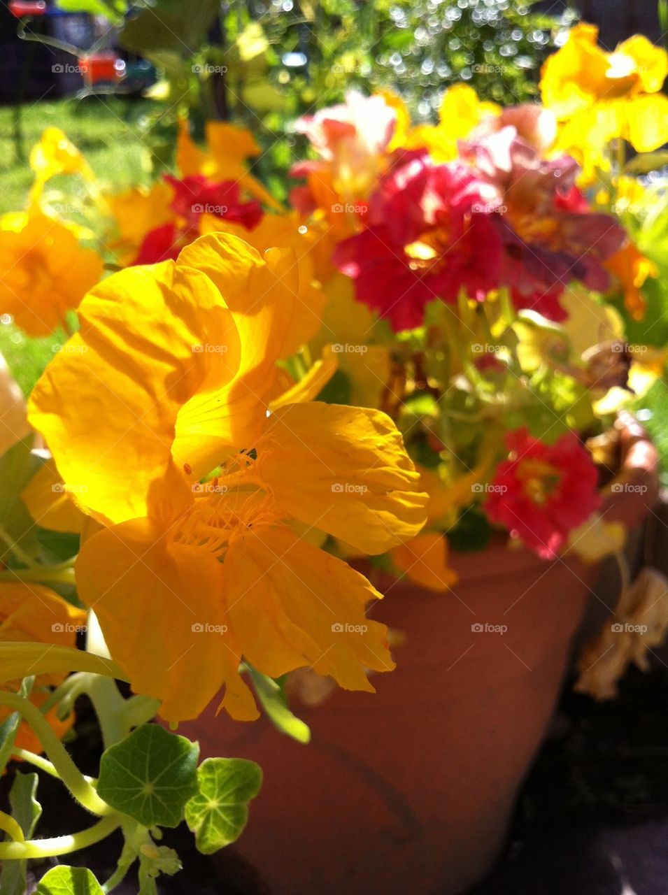 Nasturtiums pot