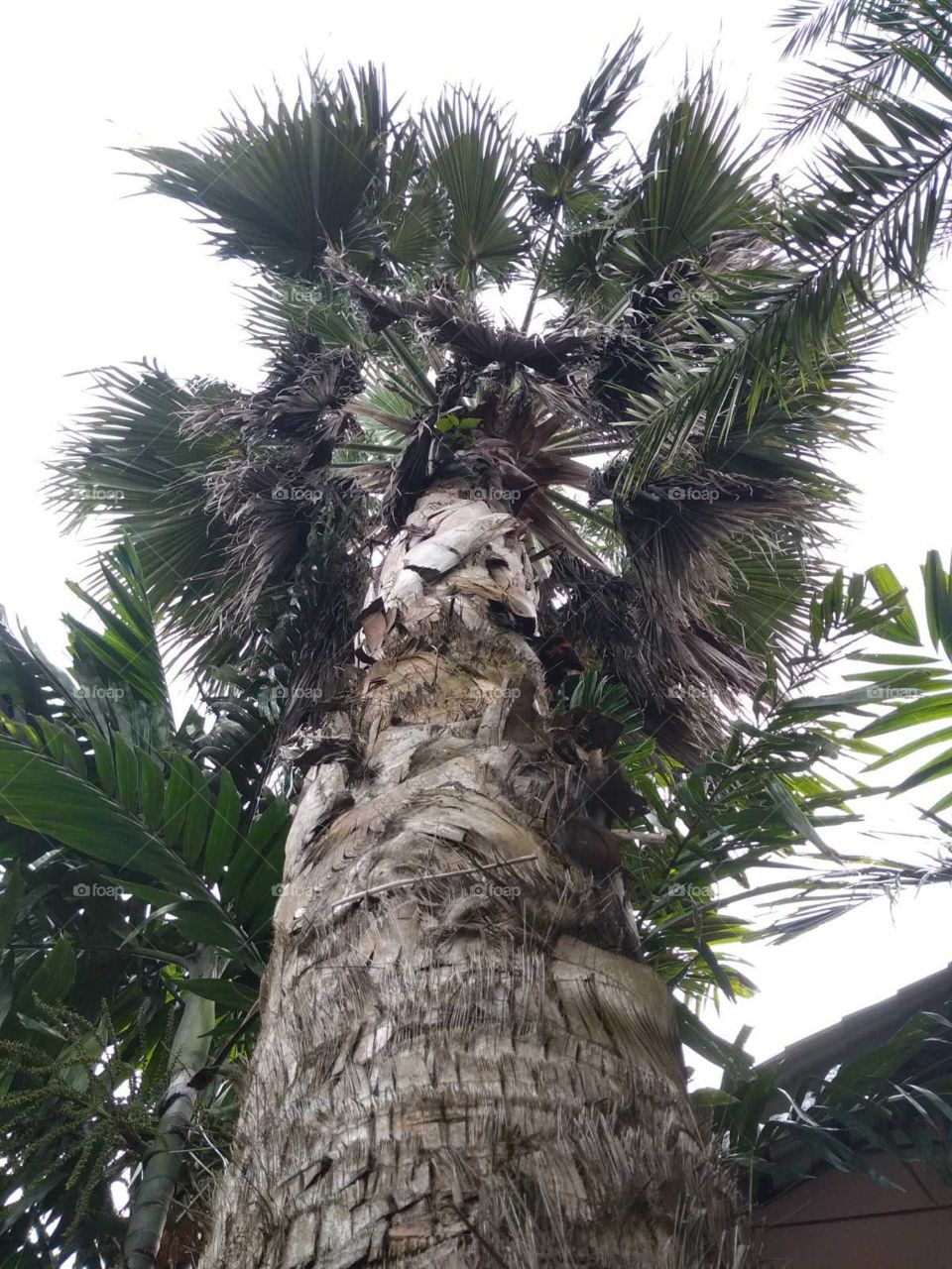 beautiful palm tree