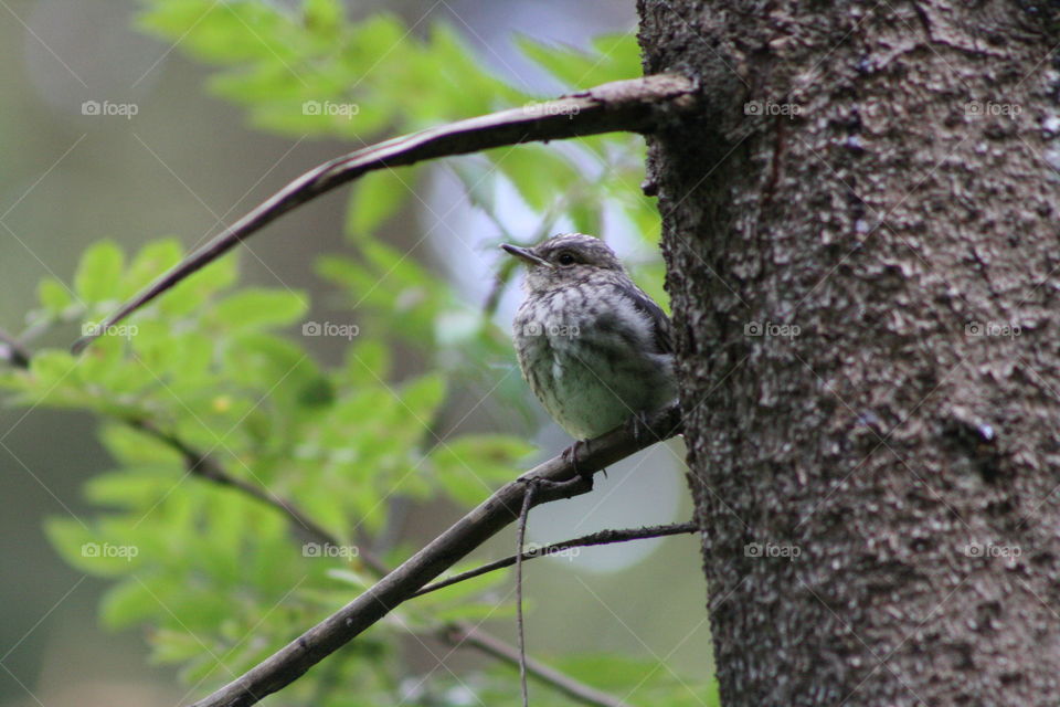 Bird on a tree branch in the forest