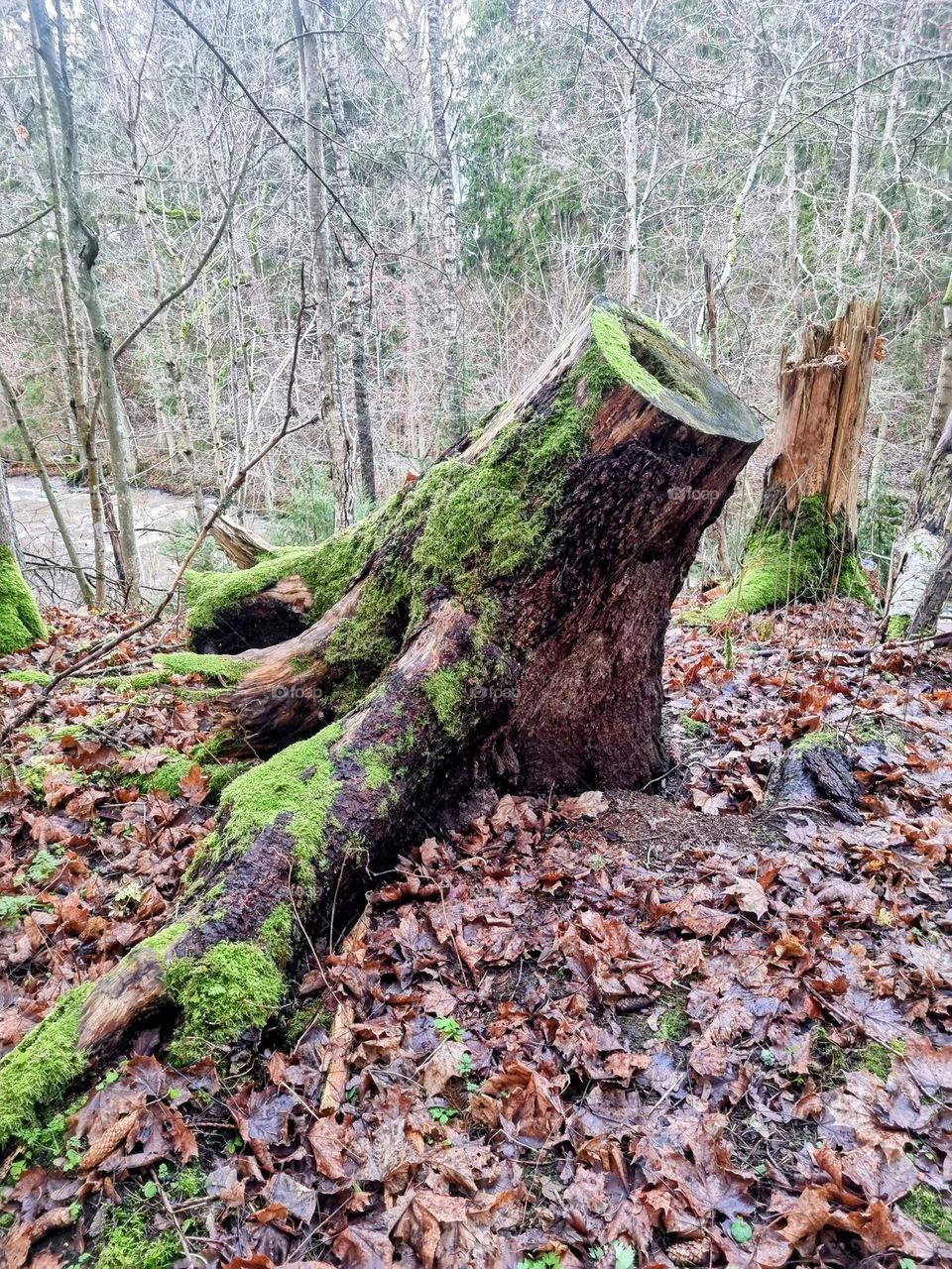 Mossy stump