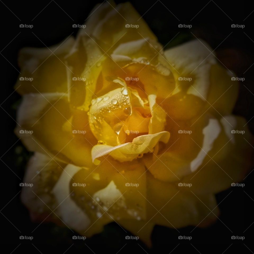 Yellow garden rose