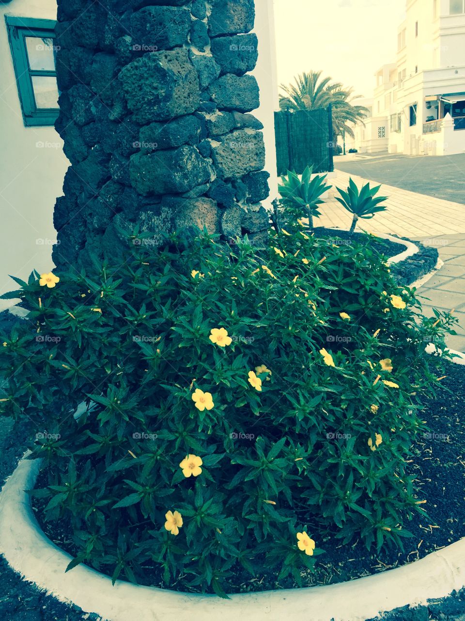 Flor 🌺 de Lanzarote Islas Canarias 