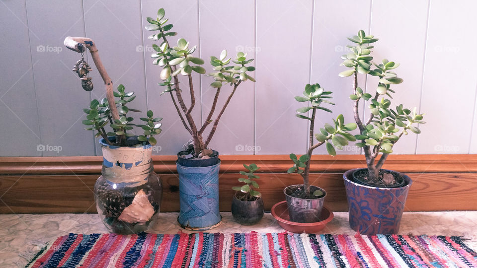 Flowerpots with crassula