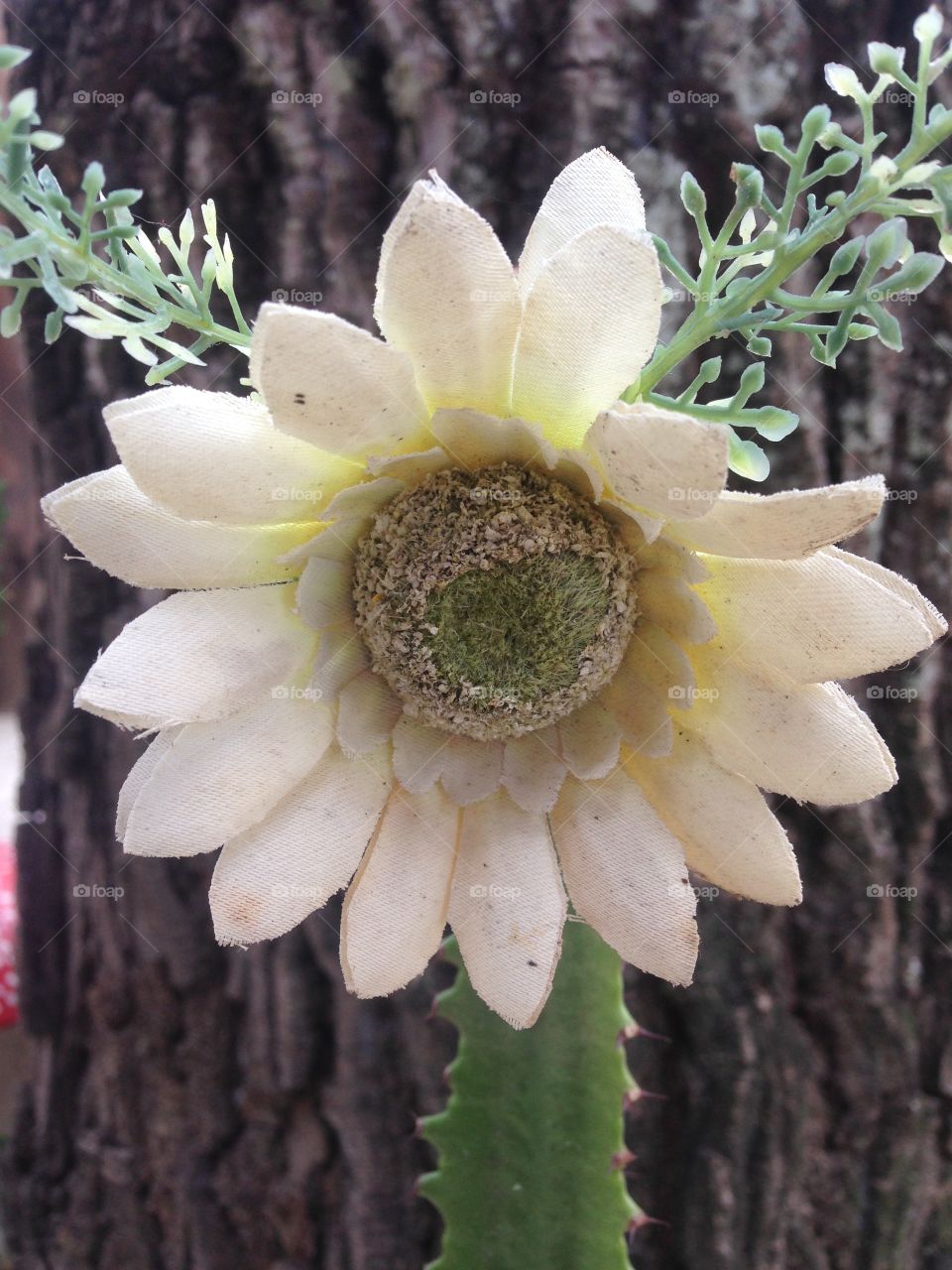 Close up of white flower