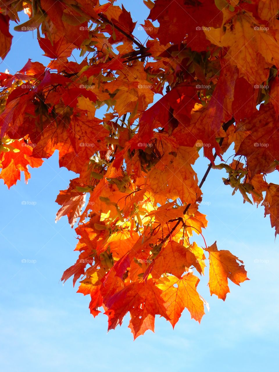 Low angle view of maple leaf