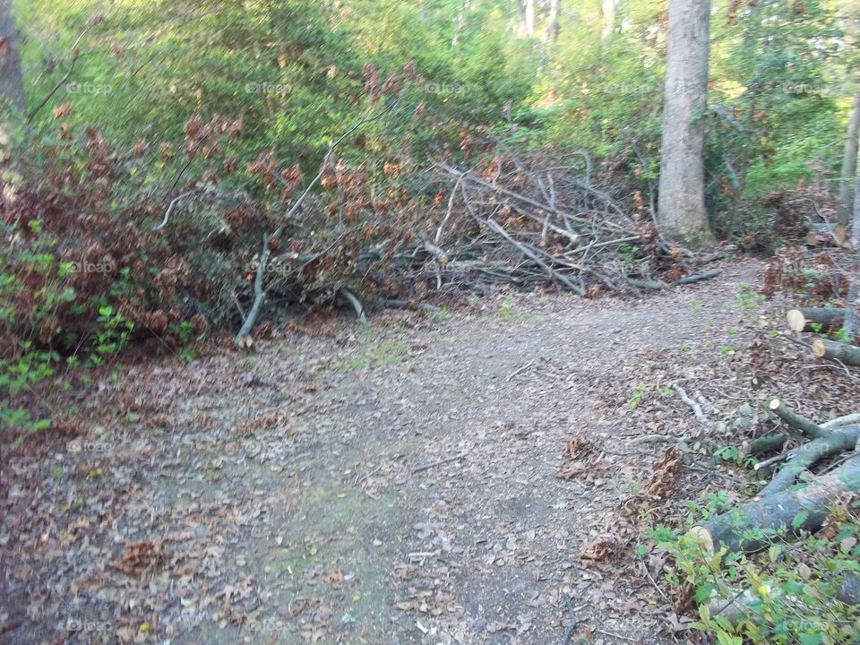 path in the woods