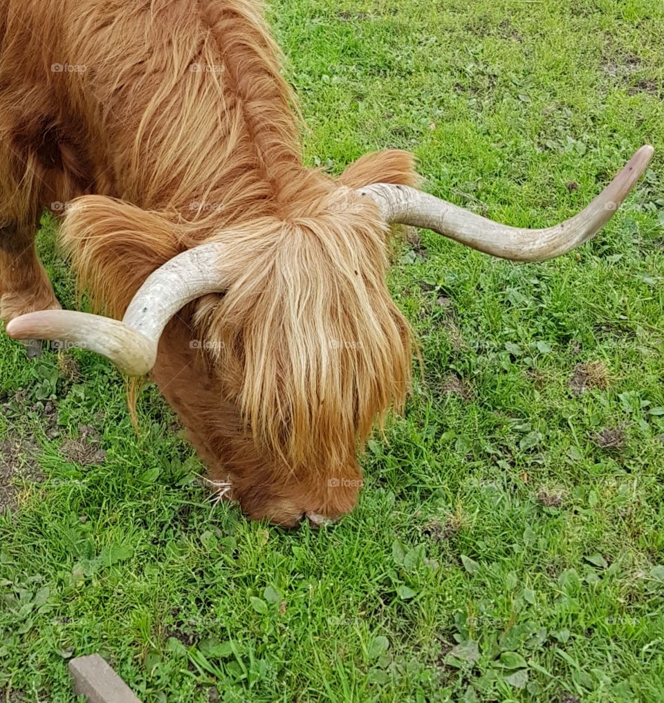 A highland cow in Scotland eating grass
