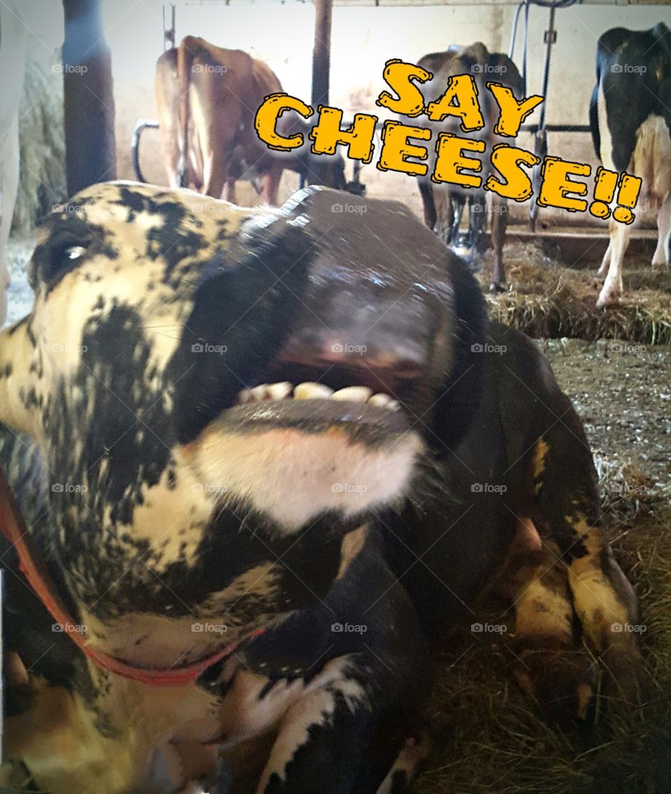 say cheese