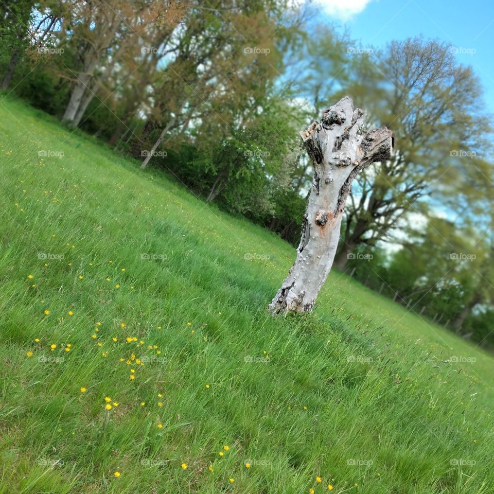 tree 🌳 on a summer day ☀ (7)