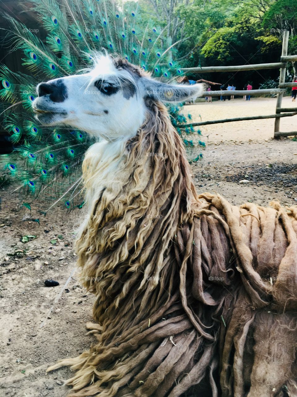 🇧🇷 Curtindo uma foto-lembrança: uma lhama sorridente com as penas do pavão ao seu redor? Kk 🦙 🦚 

🇺🇸 Enjoying a souvenir photo: a smiling llama with the peacock feathers around you? KK