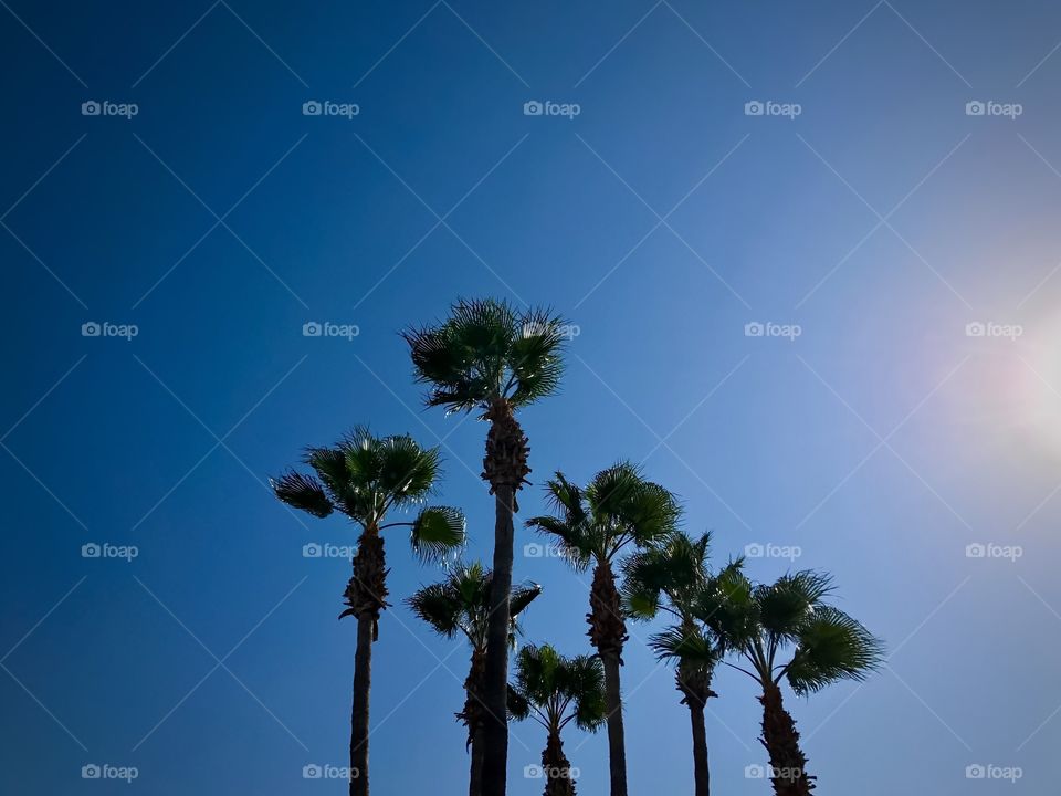 Palms 
