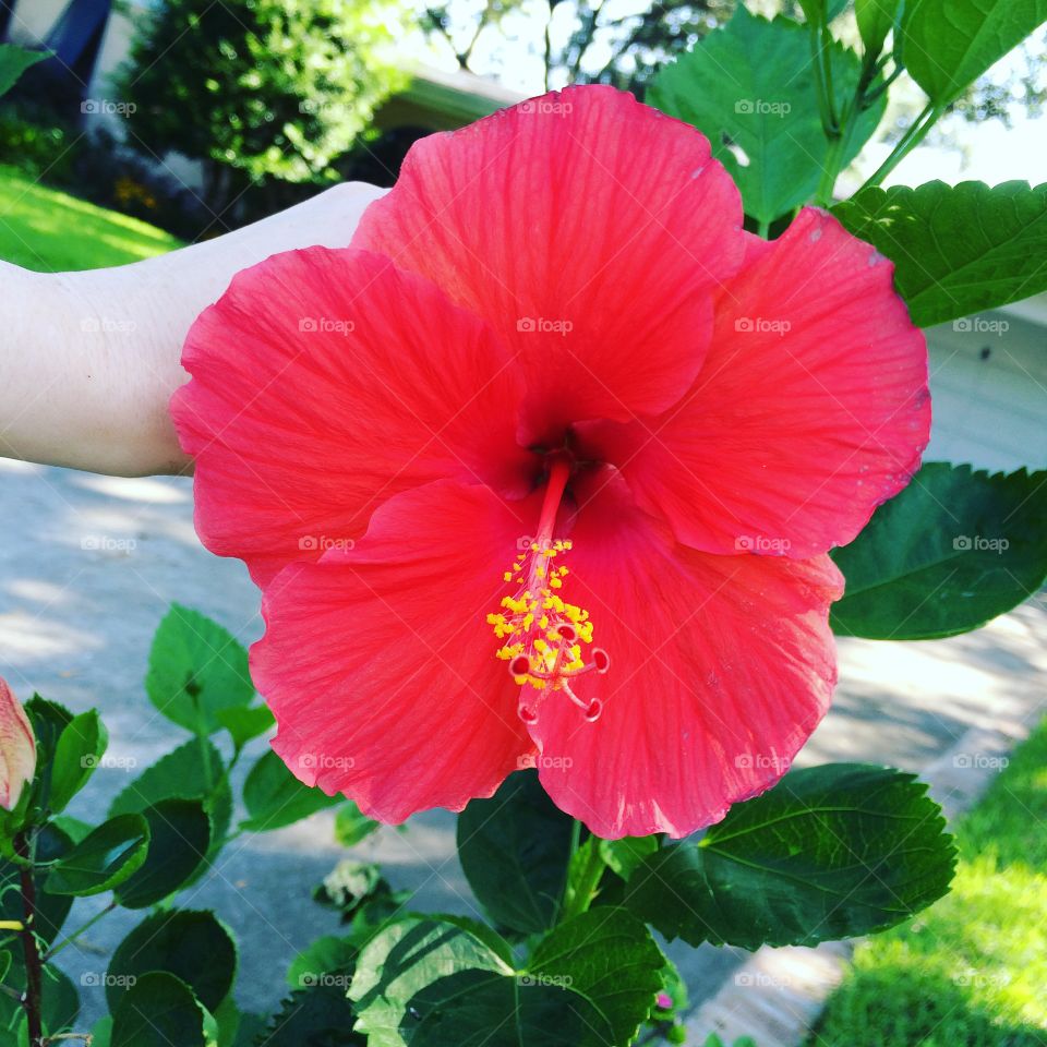 In full bloom.  Red Hibiscus.