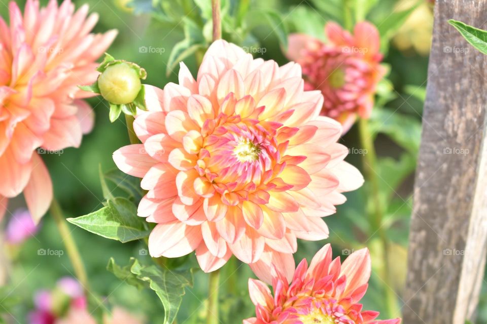 A beautiful pink flower in the bright sun 