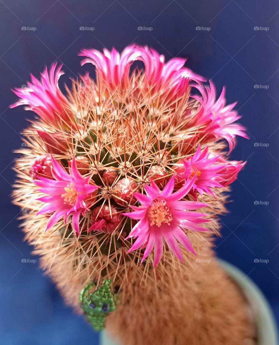 pink flowers cactus blooming spring time