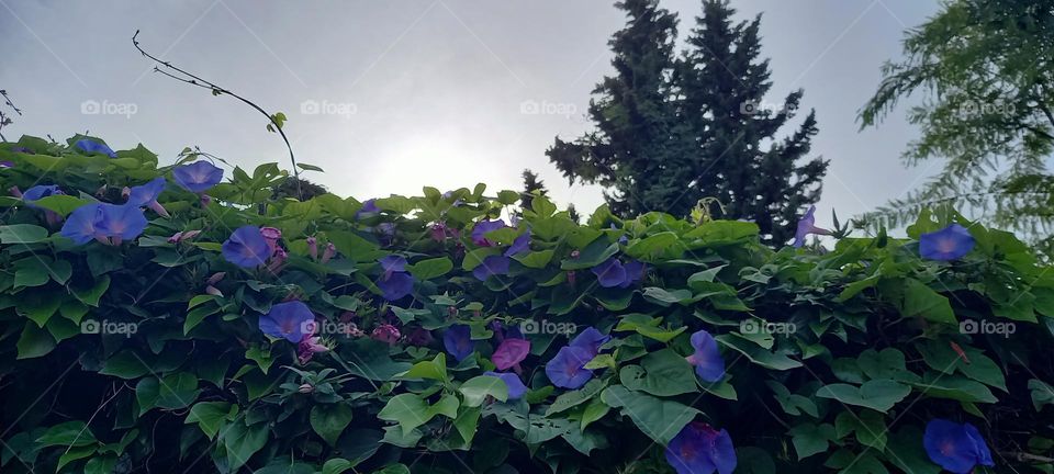 Enredadera campanas moradas