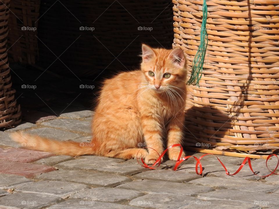 Red Kitten 