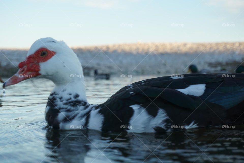 Duck#face#detail#colors#lake#water