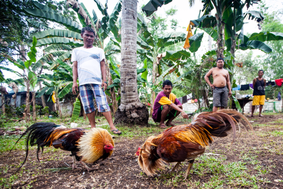 animals culture philippines tradition by paulcowell