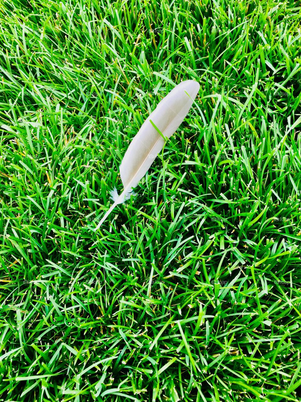 White feather against a textured vibrant green grass. 