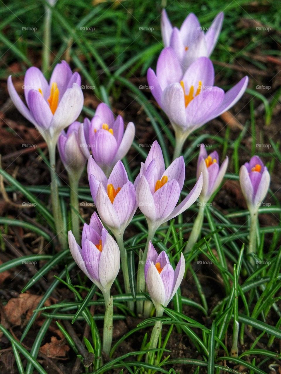 Macro close-up of pale purple crocuses on a background of green grass