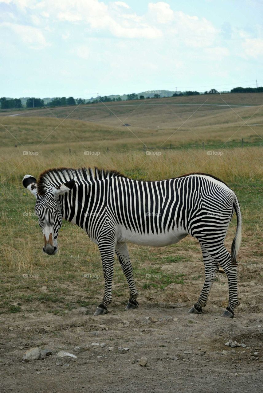 zebra