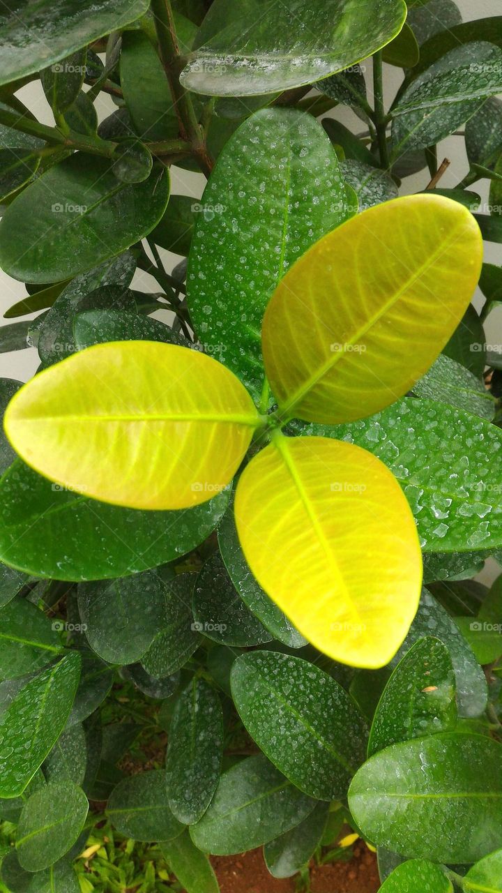 three leaves growing