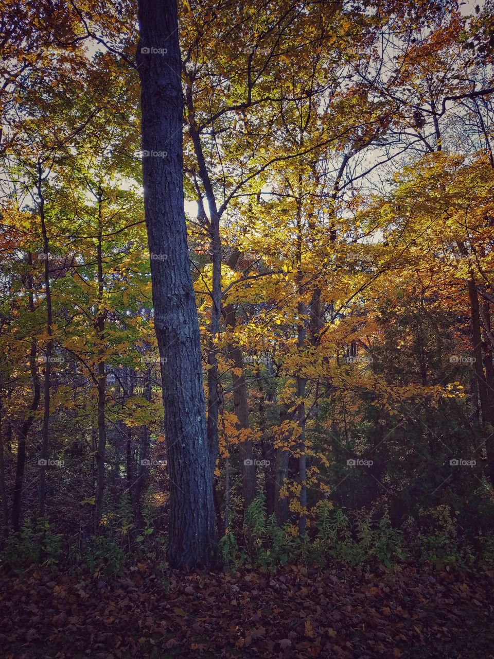 Autumn Woods