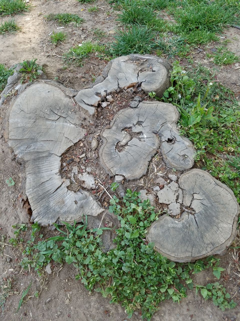 Flat tree stump