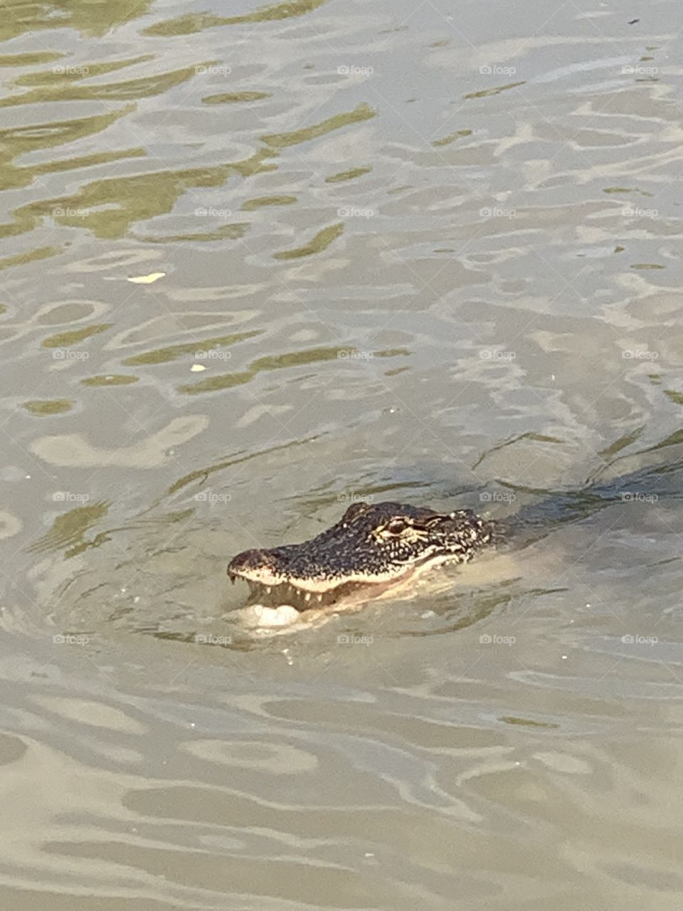Alligator 