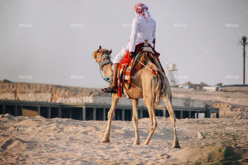 Bedouin on camel in Sahara desert
