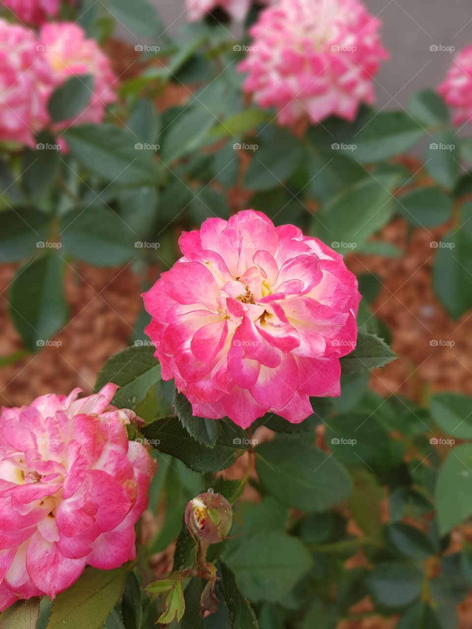 pink roses