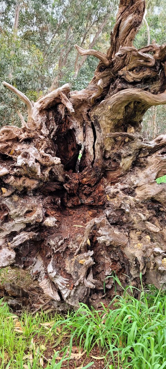 Fallen Eucalyptus Tree Trunk