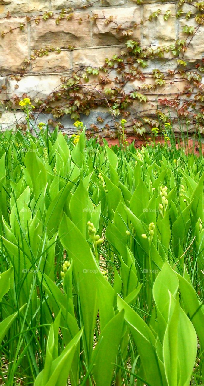 Leaf, Flora, Growth, Nature, Grass