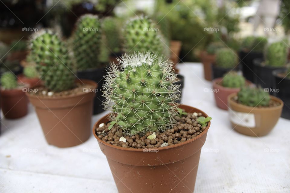 Small cactus Variety grown in pots look beautiful.