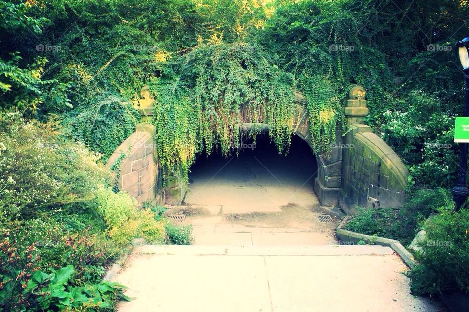 Tunnel, tree, green