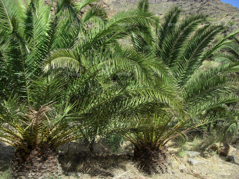 strand gran canaria palme by stef79