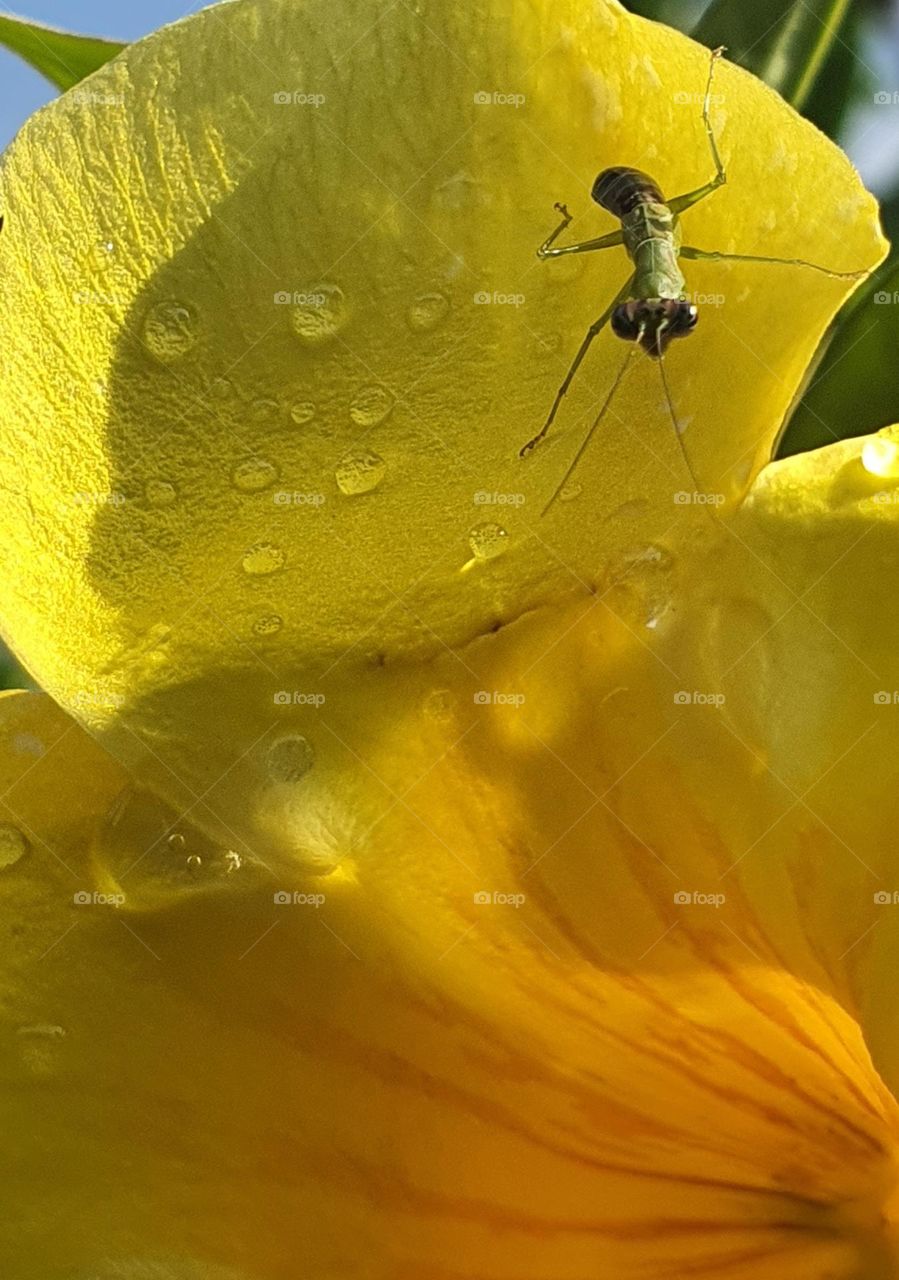 Praying Mantis on Allamanda Flower