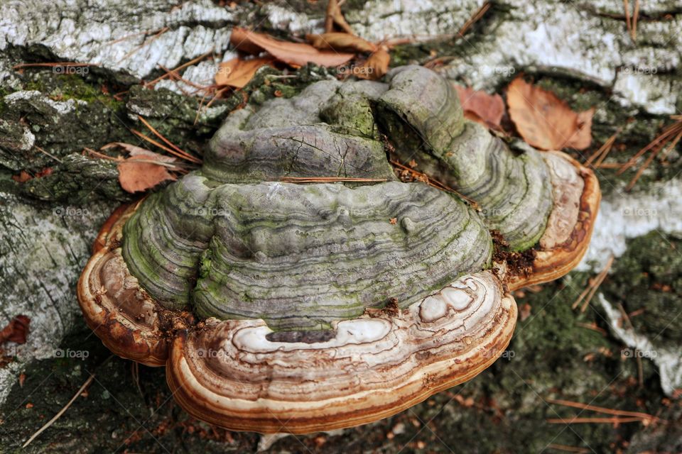 Bracket fungus