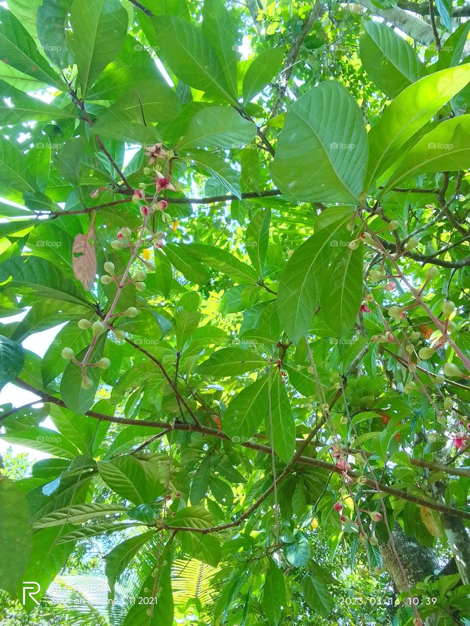 Trees of Sri Lanka🍃