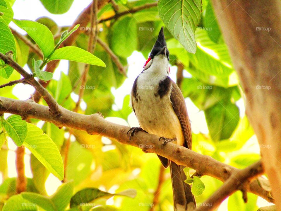 The red-whiskered bulbul  or Pycnonotus jocosus or bulbul bird or crested bulbul in India.
