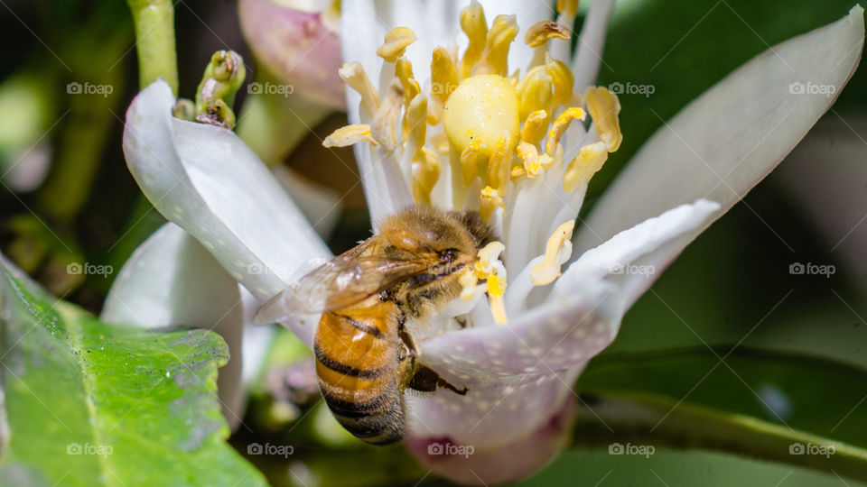 Lomons flower, and Bee