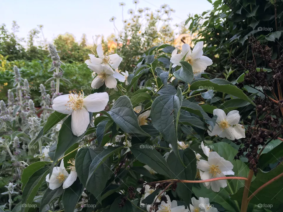 Flowers 