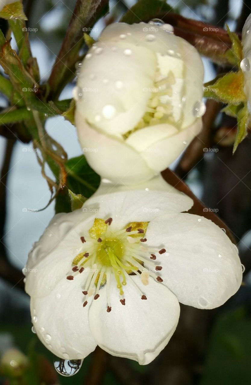 No Person, Flower, Tree, Apple, Leaf