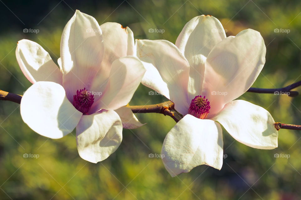 Beautiful magnolia blossom