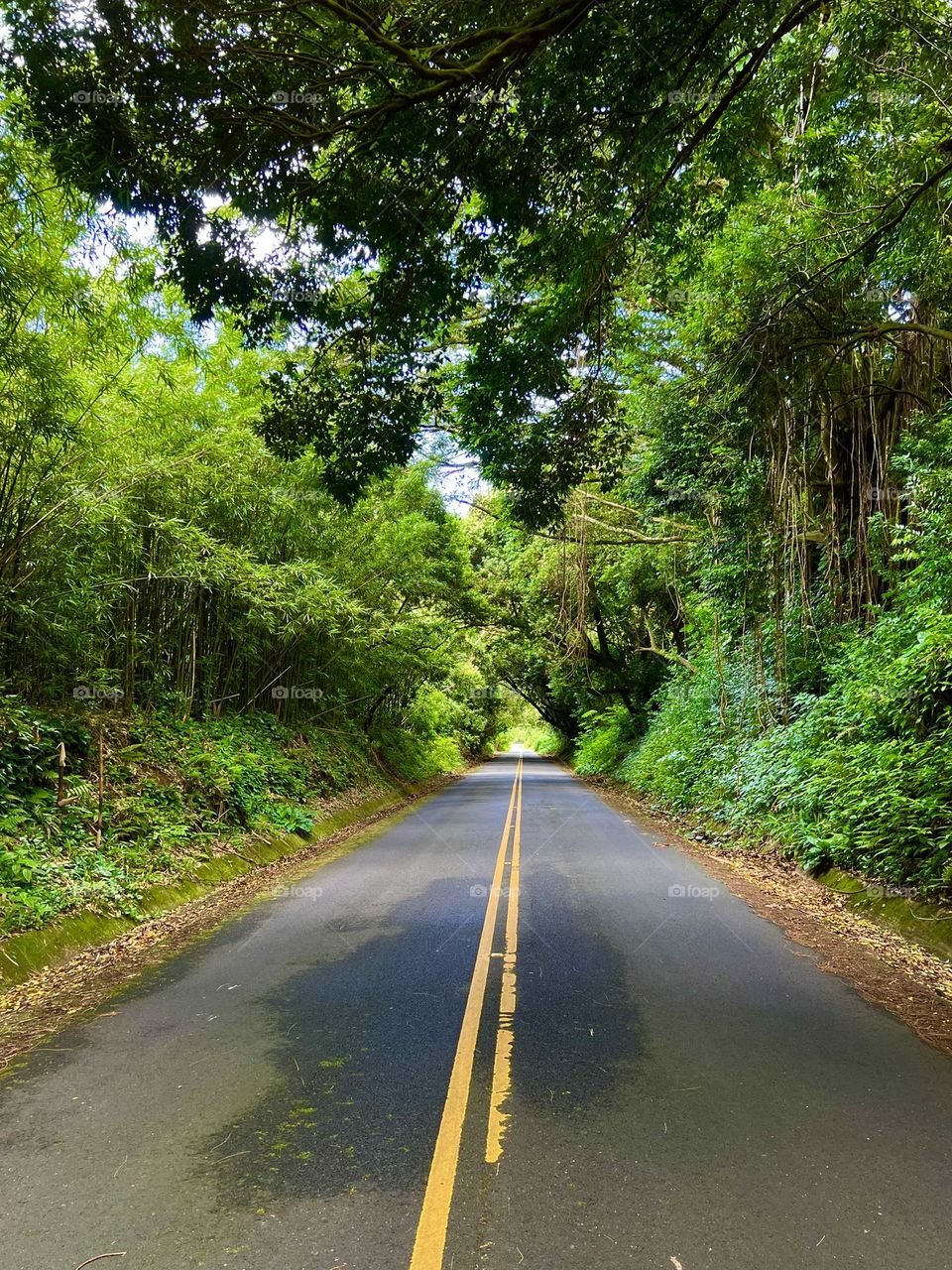 Nuuanu Pali Drive in Honolulu Hawaii 