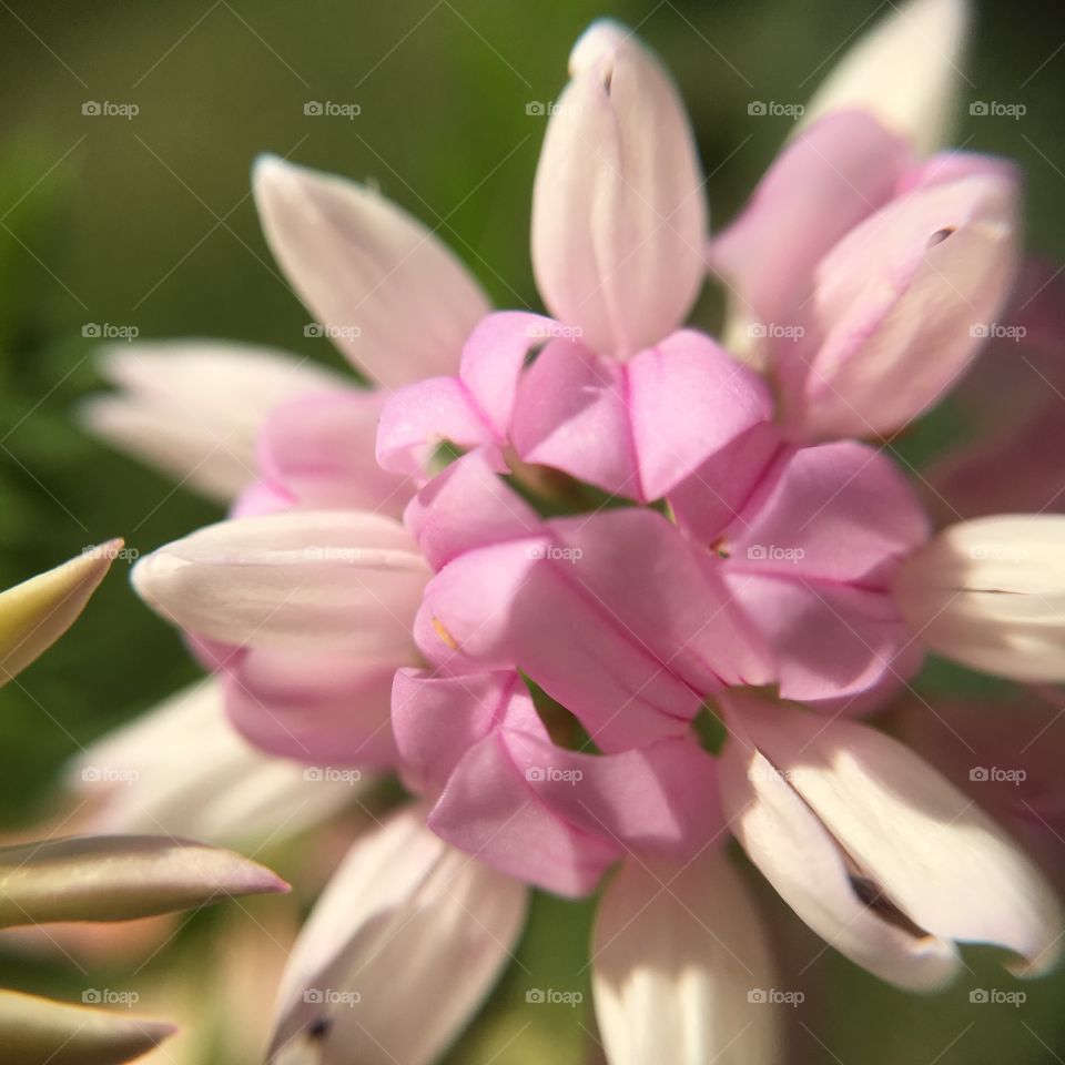 Pink flower